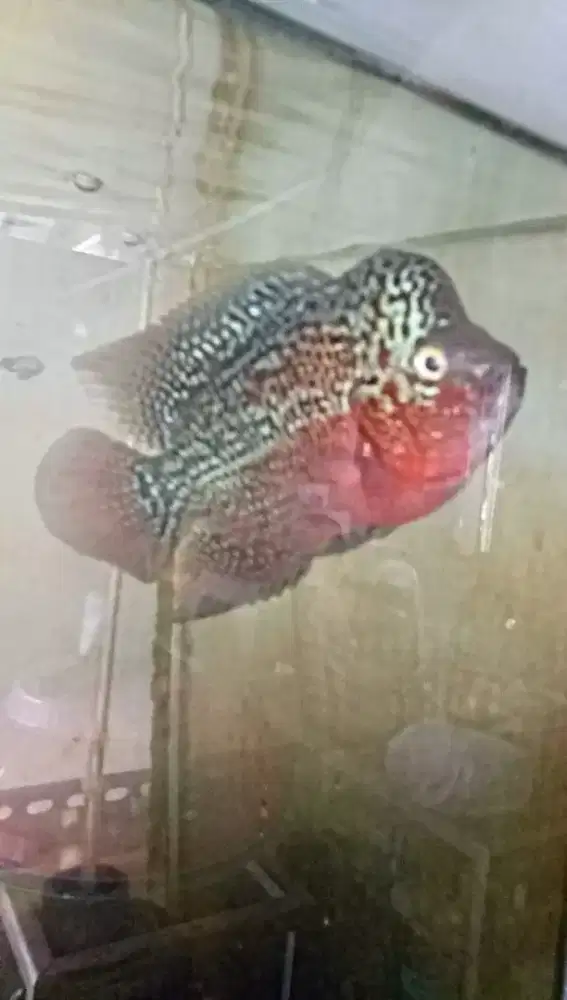 Louhan kamfa red mata putih