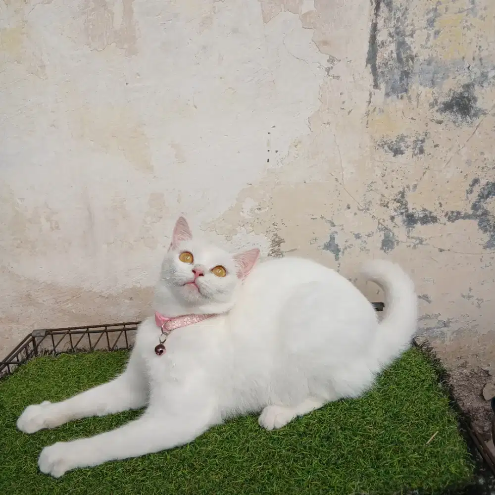 Persia shorthair putih betina