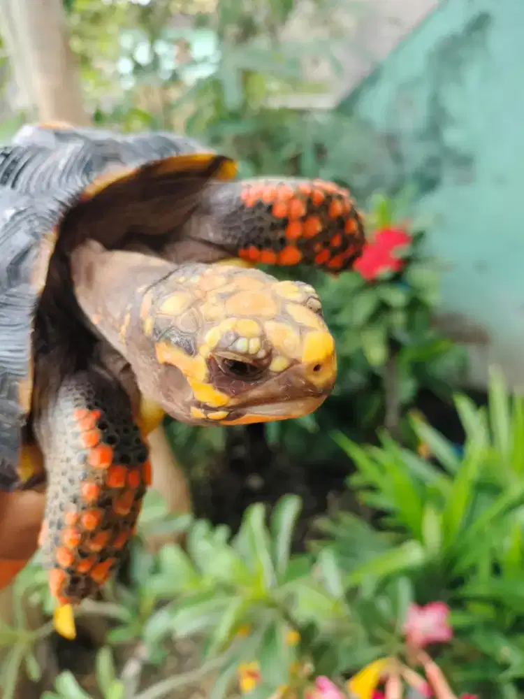 Redfoot betina 21cm
