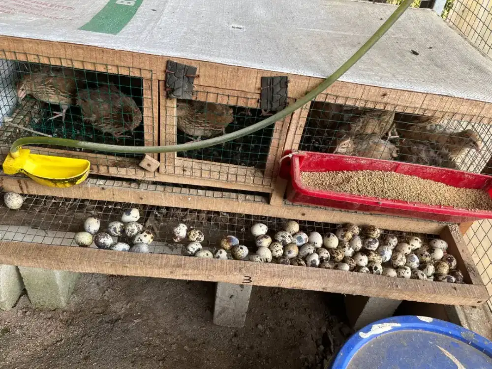 Burung Puyuh Petelur