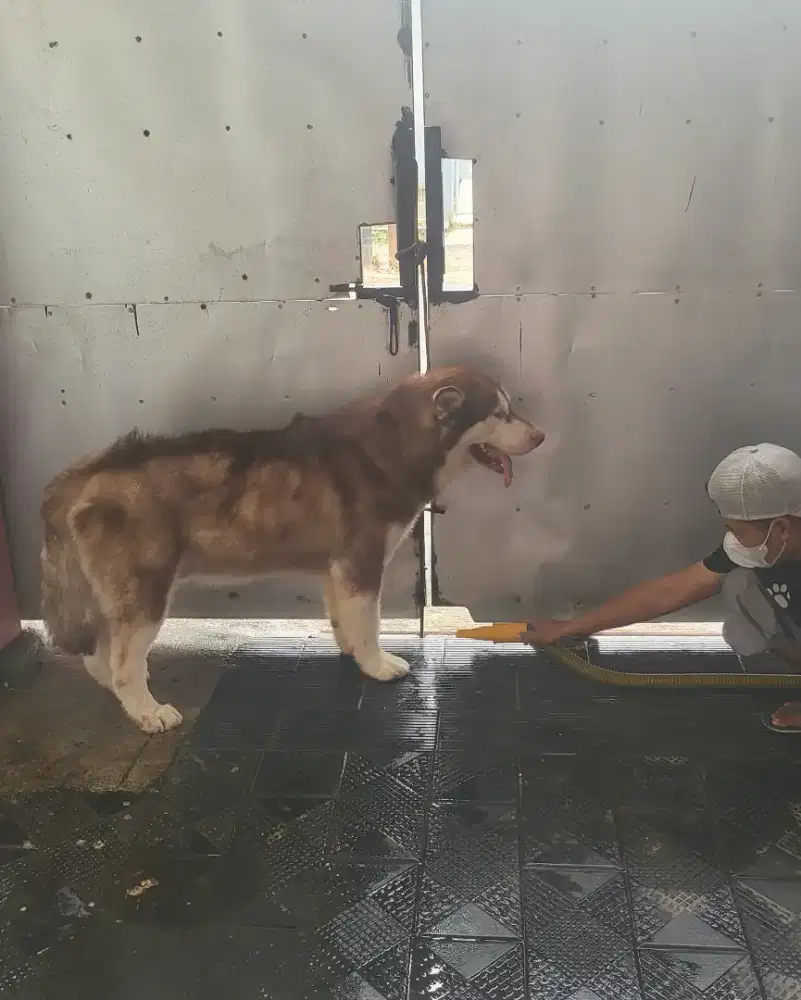 ALASKAN MALAMUTE ADOPT ONLY 1JUTA .