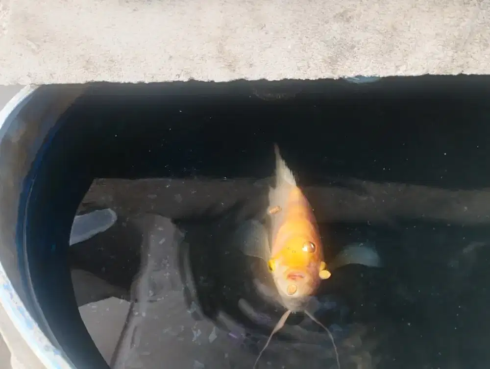 Ikan Gurame Padang