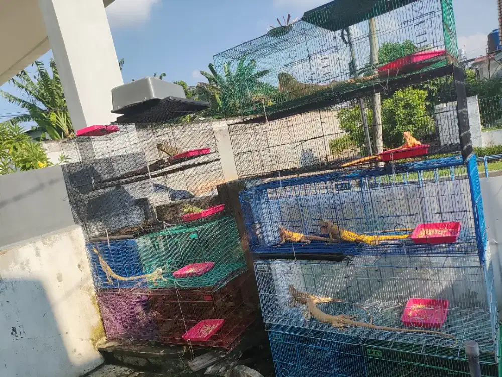 Iguana Moprh dan Genetik