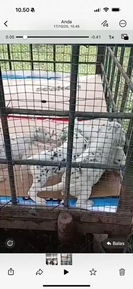 Dijual anak anjing dalmatian usia 1 bulan.