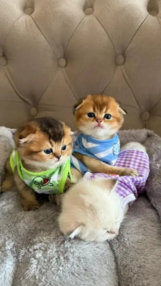 scottish fold golden kitten jantan anak import