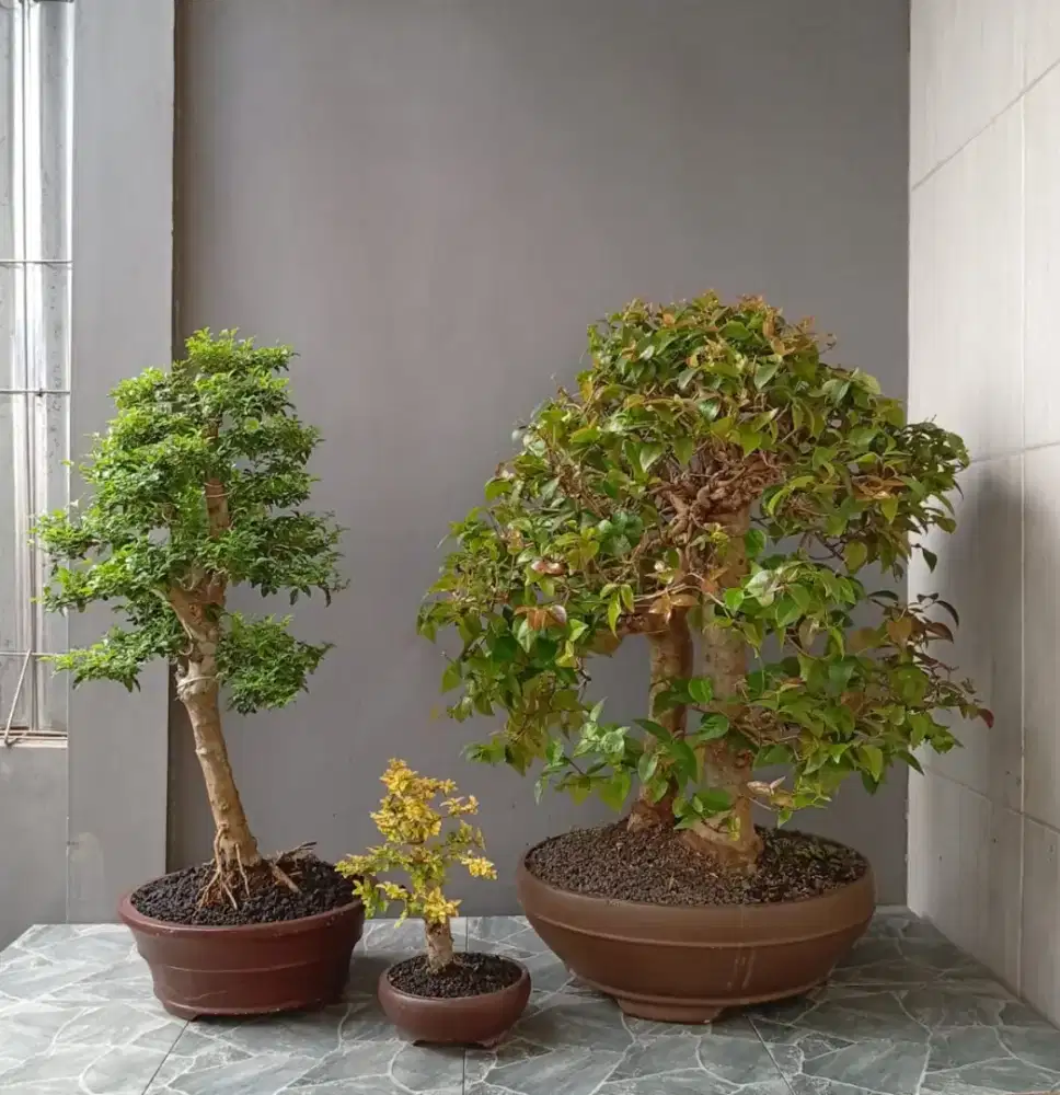 Cantik siap pajang bonsai hias ada 3 pohon