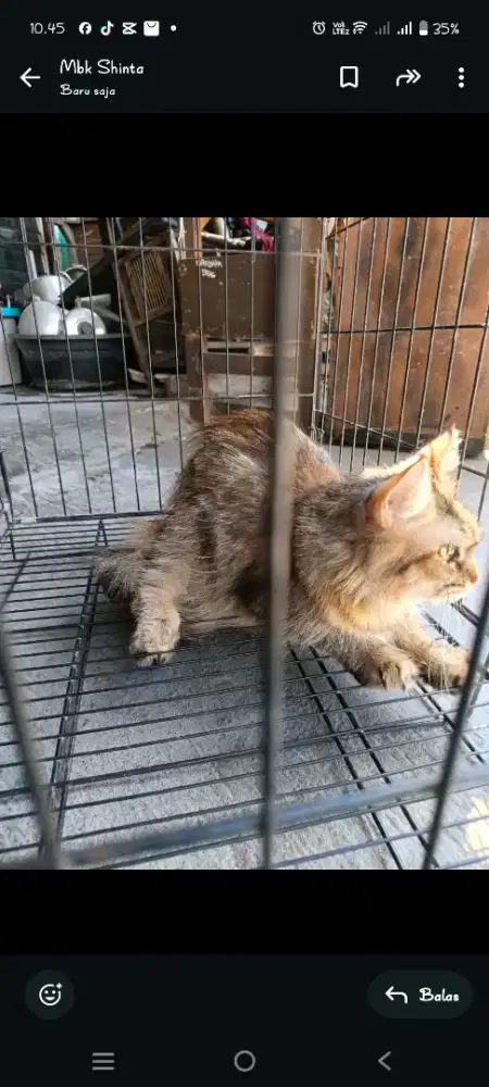 Kucing peliharaa