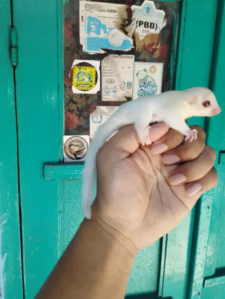 Sugar Glider Ruby Leucistic Betina