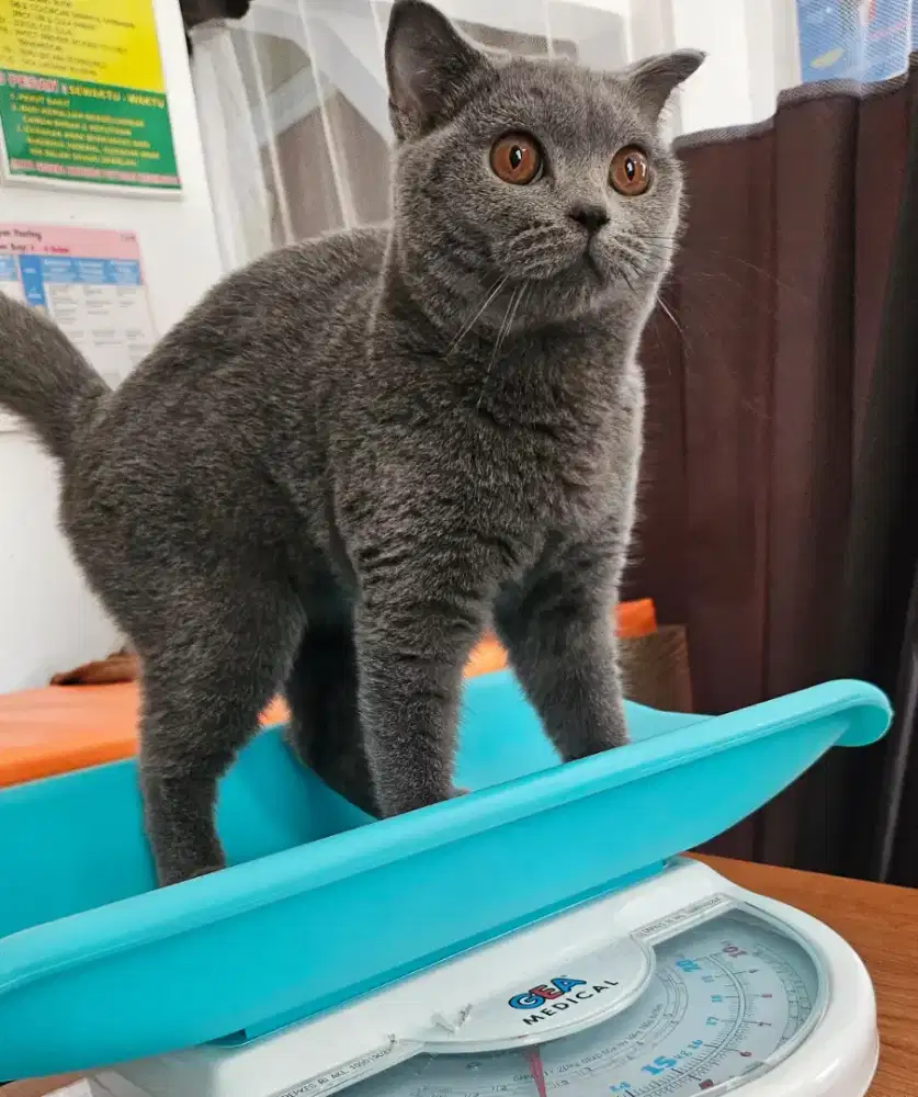 British shorthair