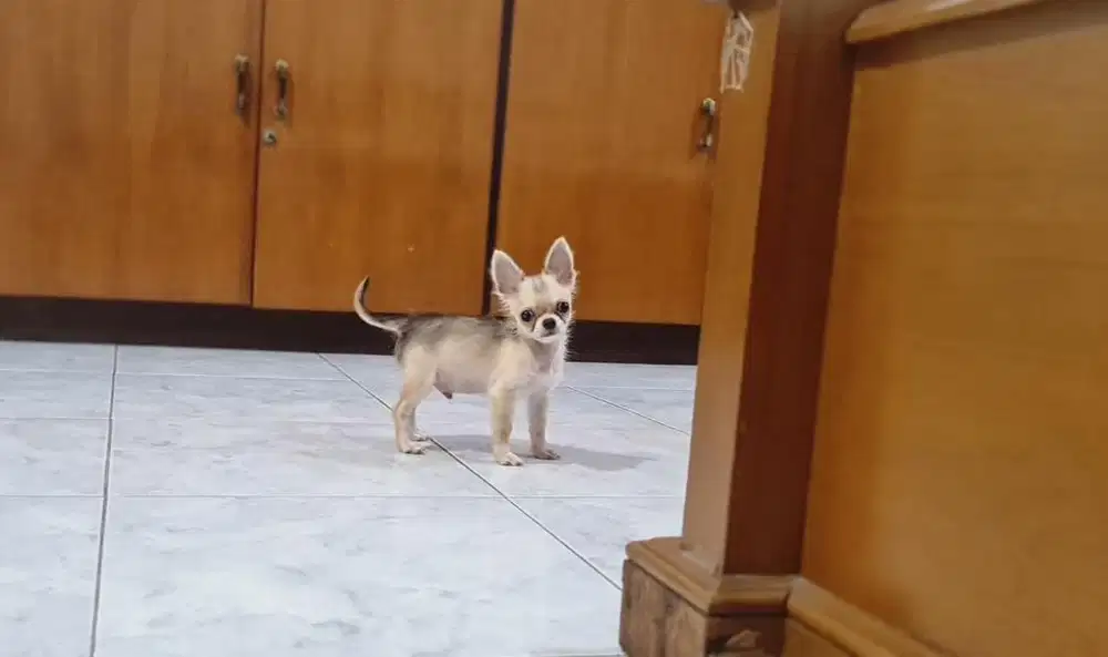 Sale tea cup male chi hua hua Long Hair