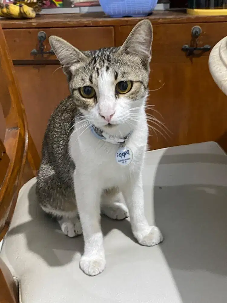 Kucing jantan 8 bulan (sudah vaksinasi lengkap)