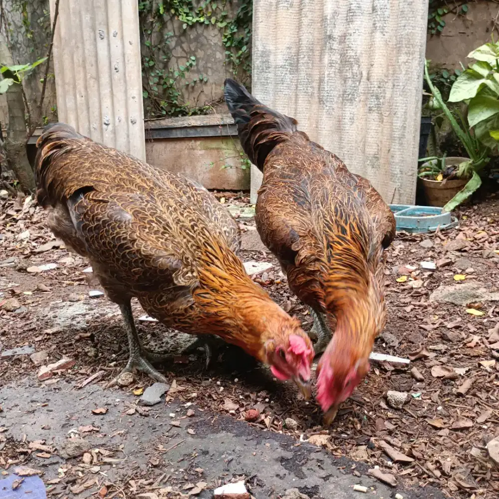 Ayam Pelung Murah