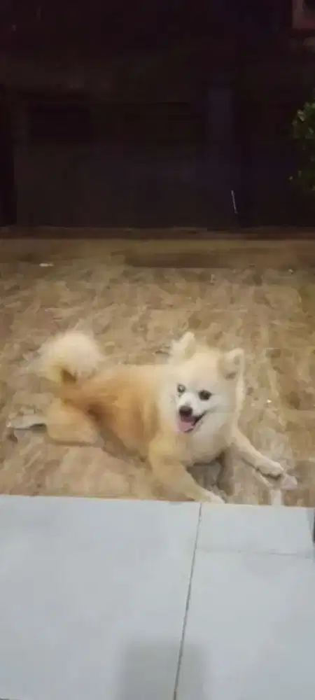 Anjing Minipom 1thn