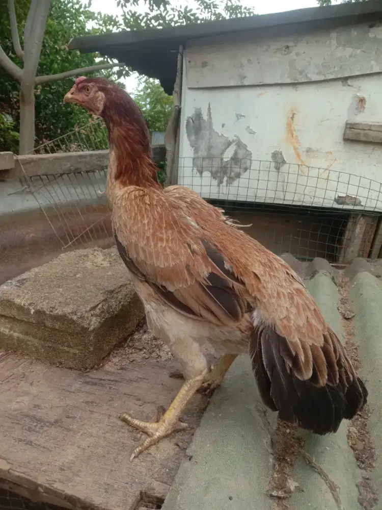 Induk ayam siam