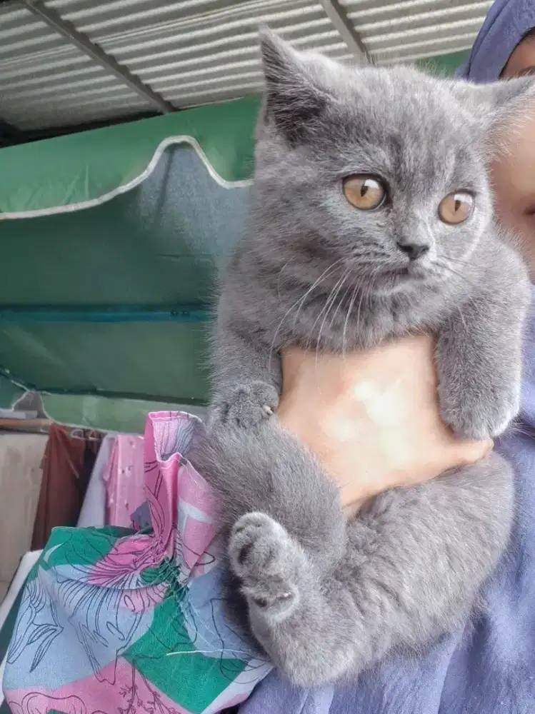 Munchkin BSH Blue Solid Jantan British Short Hair Cebol Kitten