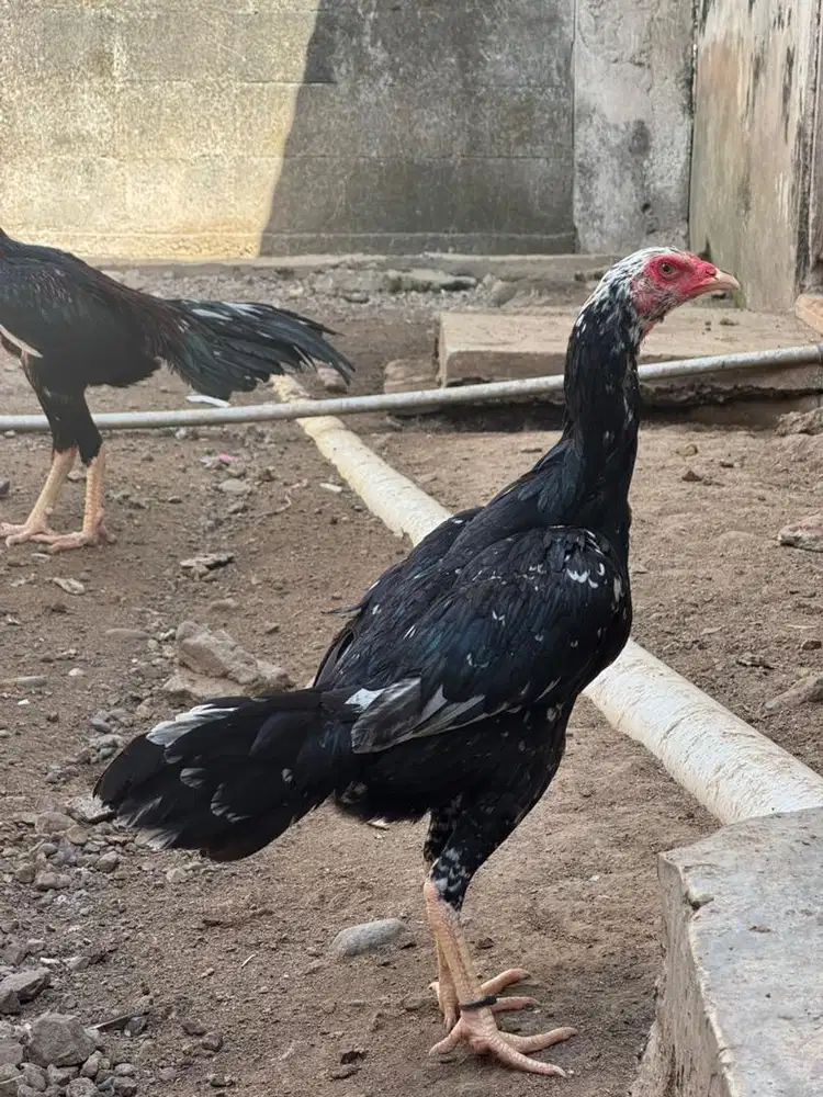Induk ayam LhK murni thailand
