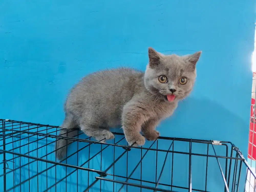 BSH Munchkin Blue Solid Jantan Cebol British Short Hair Kitten