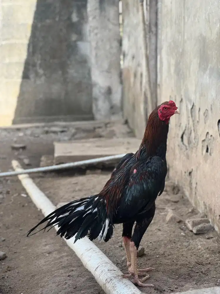 Ekor lidi murni keturunan ekor kaku
