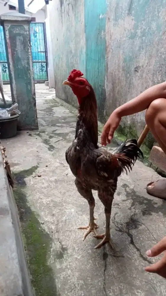 Ayam Bangkok mangon