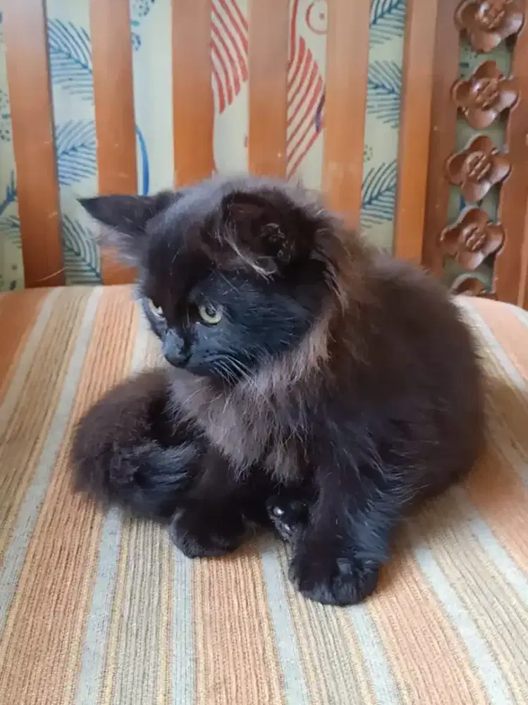 Kitten persia Longhair black smoke