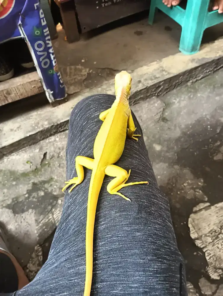 iguana albino super jinak