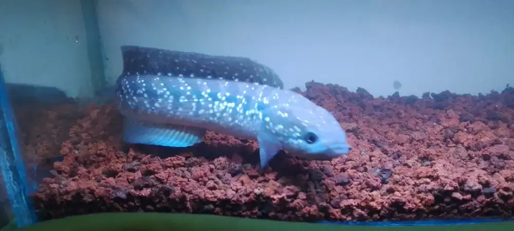 Chana asiatica 17 cm