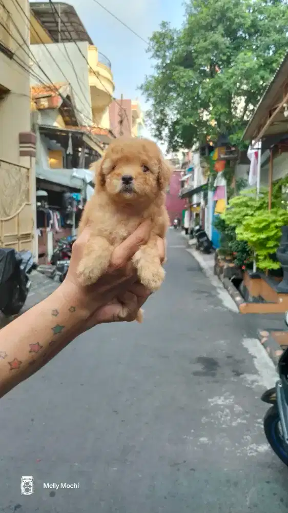 Toy poodle betina