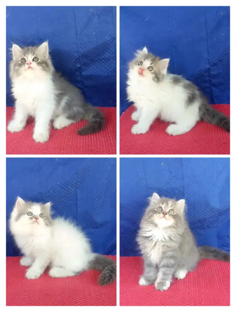 kitten persia norwegian