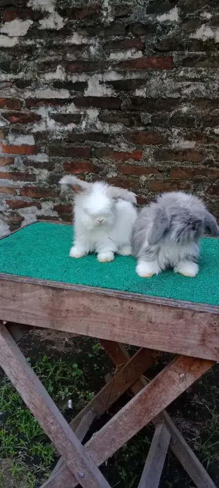 Sapihan kelinci anggora