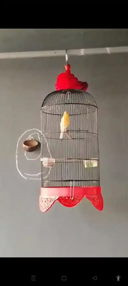 Burung kenari AFS gacorr