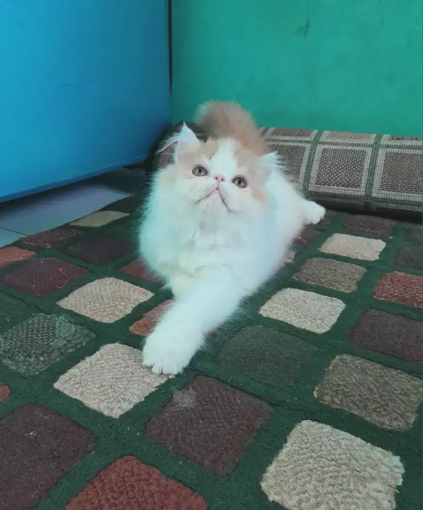 kucing persia peaknose #kitten #kucinglucu