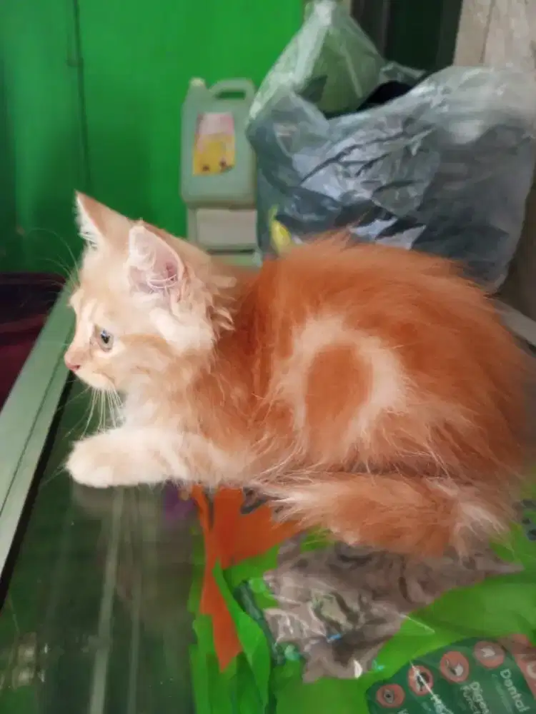 anak kucing persia
