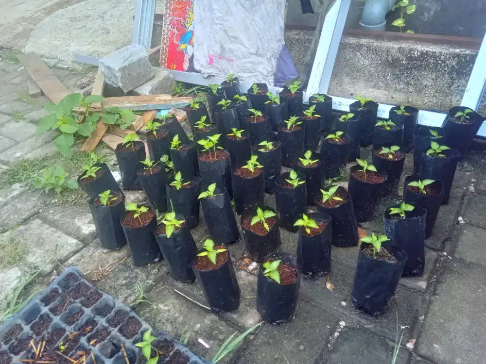 Cabe rawit variestas sniper