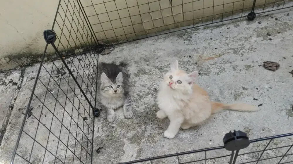 Kucing kitten persia medium / anggora / himalaya / peaknose / flatnose
