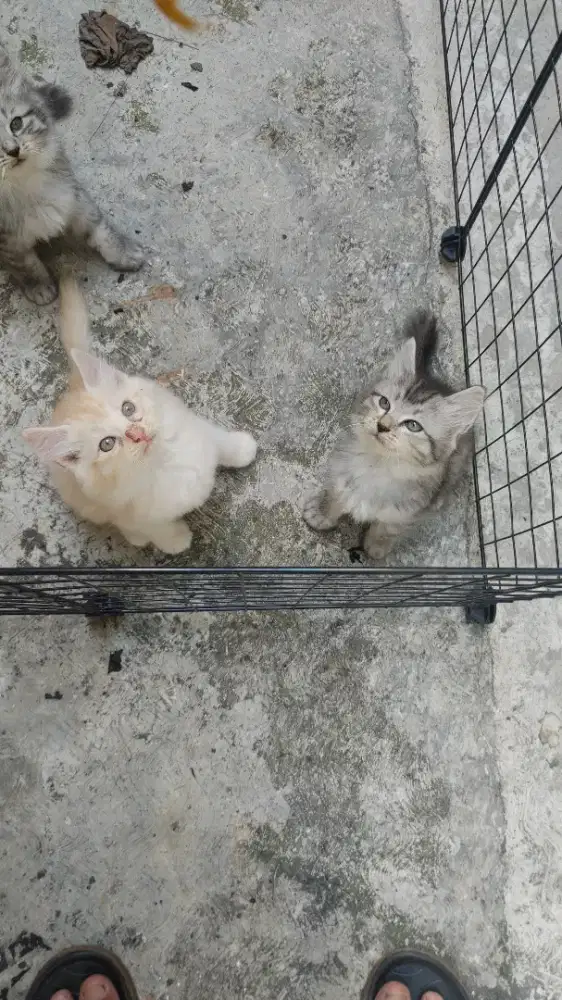 Kucing kitten persia medium / himalaya / anggora / peaknose / flatnose