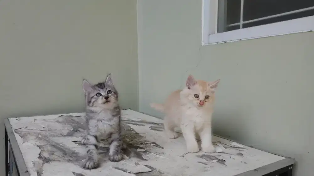 Kucing kitten persia medium / himalaya / peaknose / anggora / flatnose