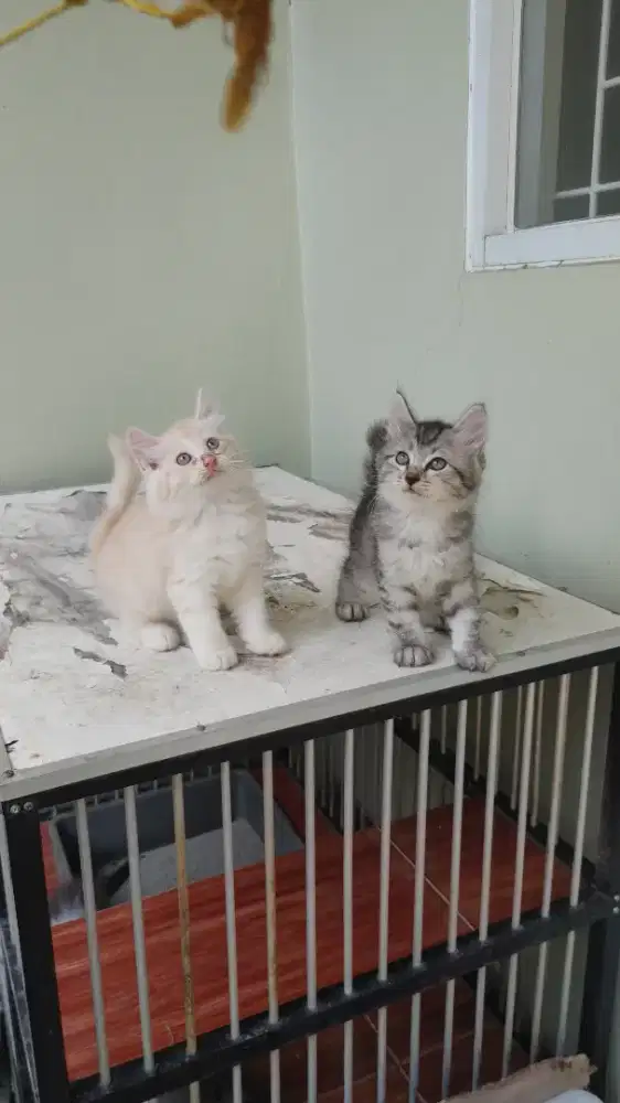 Kucing kitten persia mix norwegian / anggora / peaknose / himalaya