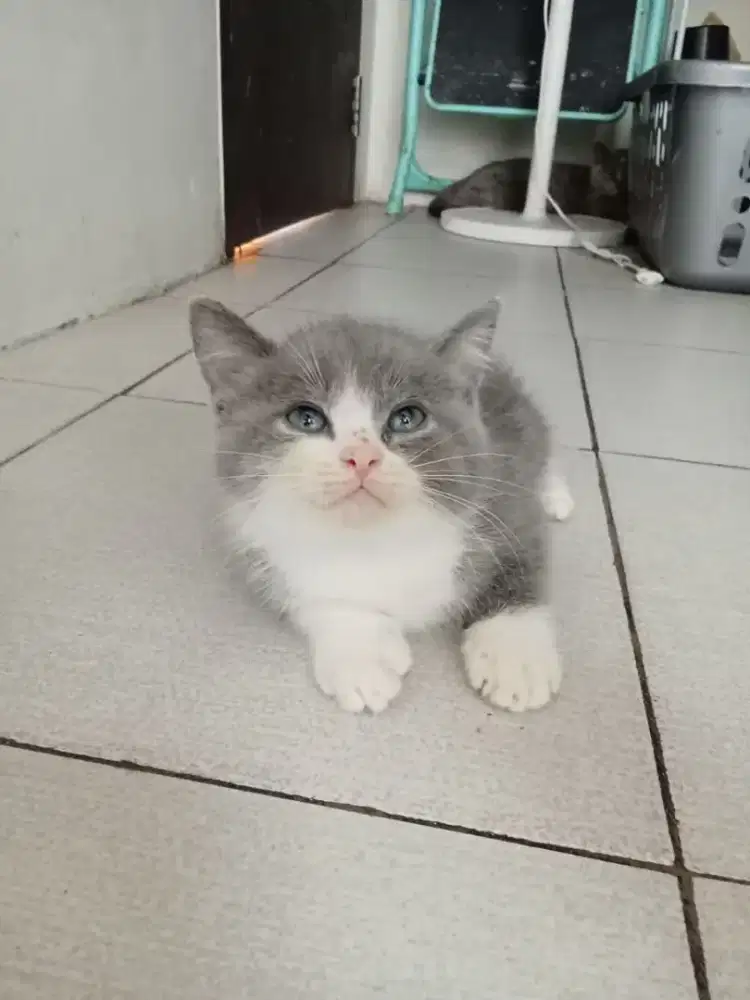 Persian Short Hair Bi Colour Kitten Blue & White  Jantan