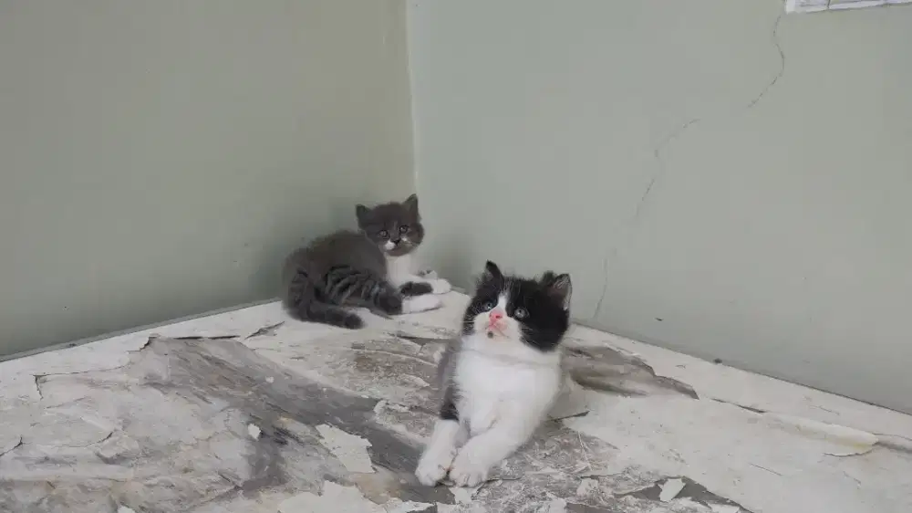 Kucing kitten persia  / himalaya / anggora / peaknose