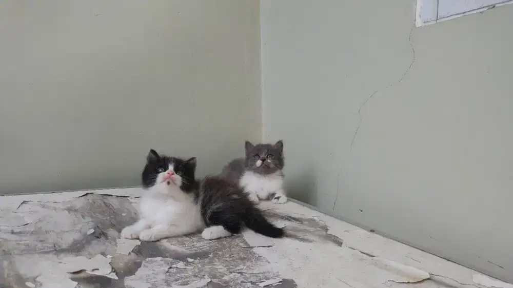 Kucing kitten persia medium / peaknose / himalaya / anggora / flatnose