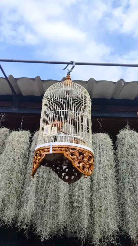DIJUAL burung blacksrot gacor buka sayap