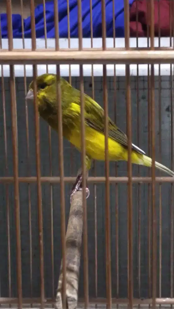Burung kenari F2ys gacor door