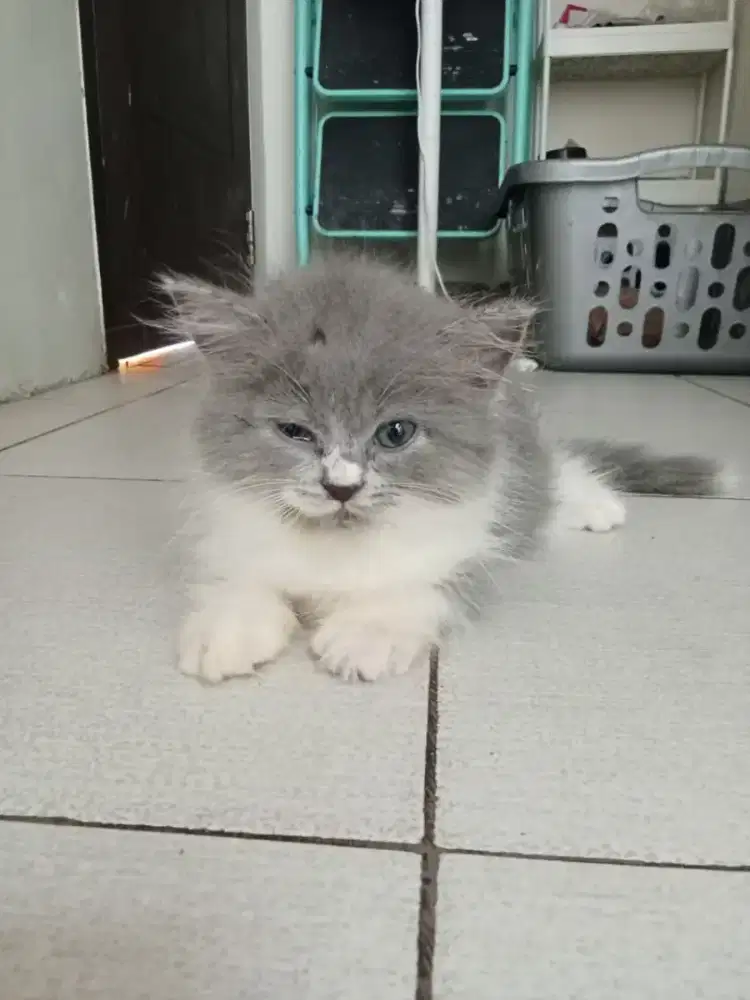 Persian Long Hair Bi Colour kitten Blue & White Betina