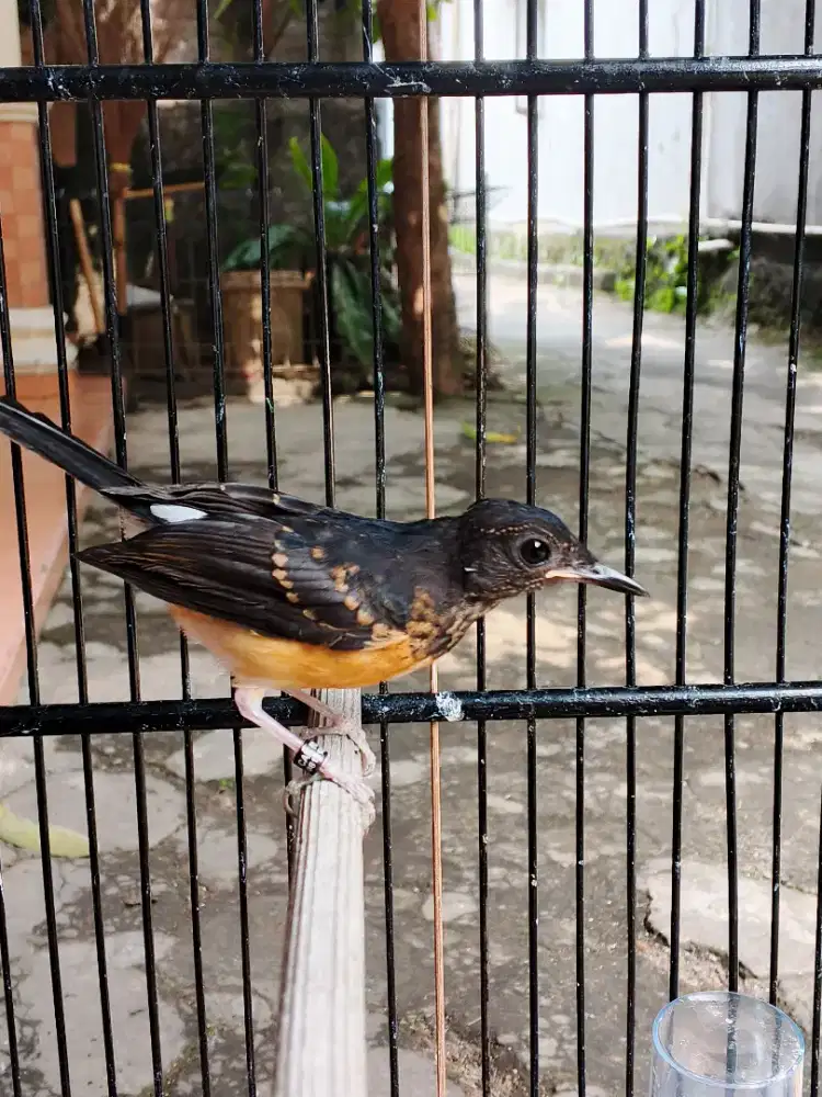 Murai Trotol Jantan