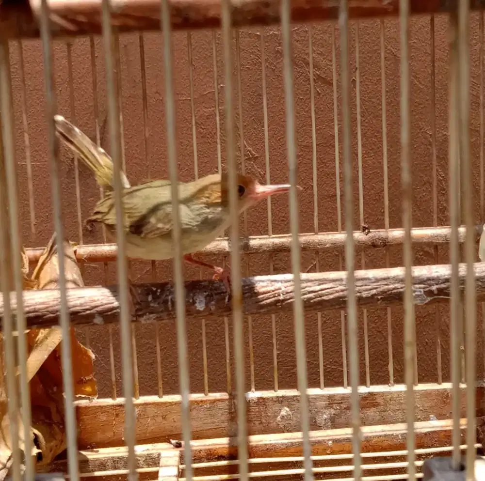 Prenjak dan kemade