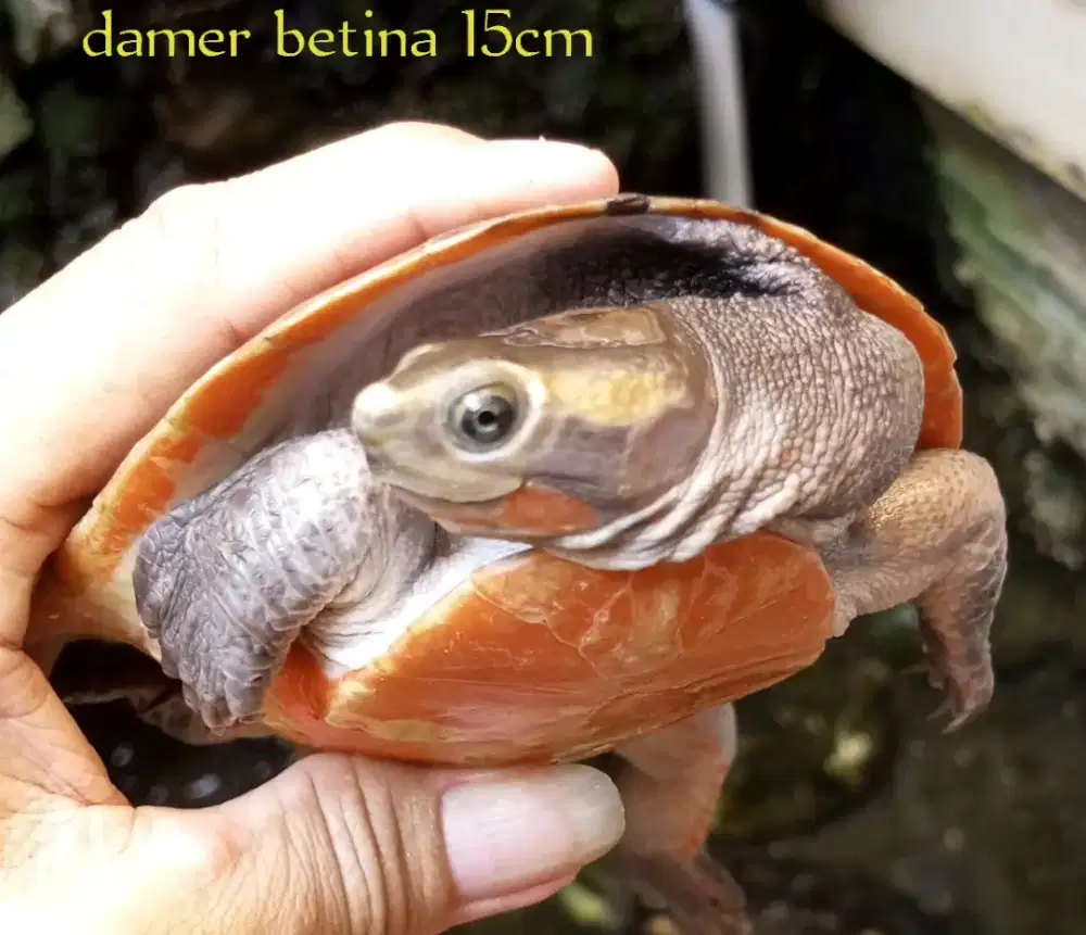 Kura air damer betina