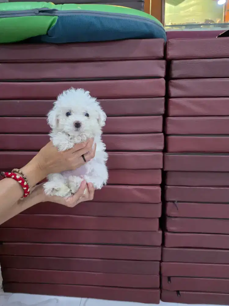Di cari tenaga kerja NTT buat urus anjing