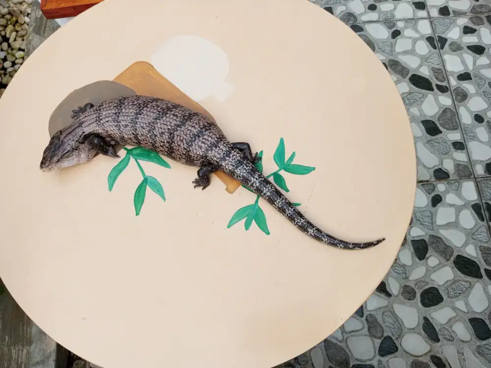 Panana Halmahera
