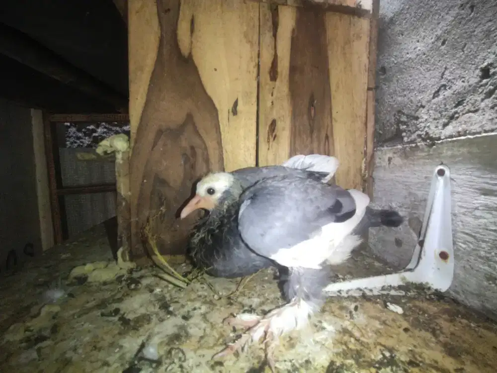 Piyik blantong jembros trah pasopati