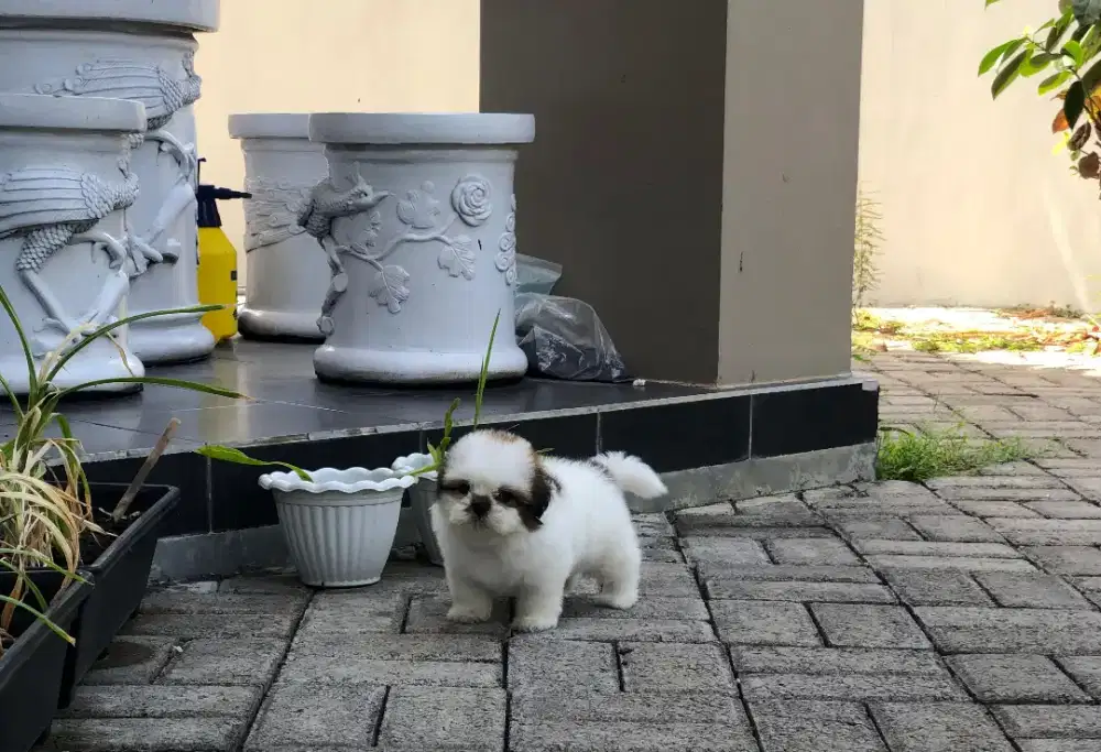 Shih Tzu shitsu puppy